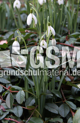 Schneeglöckchen 003.jpg